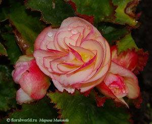 thumb_Begonia_tuberhybrida.jpg