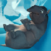 2-3.gif